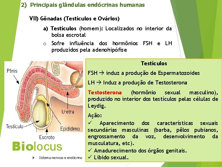 2) Principais glândulas endócrinas humanas VII) Gônadas (Testículos e Ovários) a) Testículos (homem): Localizados