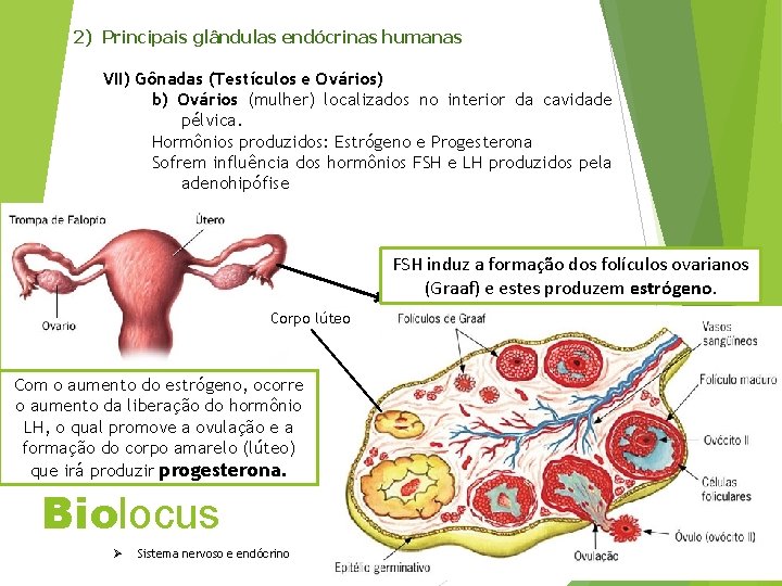 2) Principais glândulas endócrinas humanas VII) Gônadas (Testículos e Ovários) b) Ovários (mulher) localizados