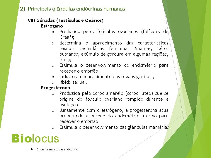 2) Principais glândulas endócrinas humanas VII) Gônadas (Testículos e Ovários) Estrógeno o Produzido pelos