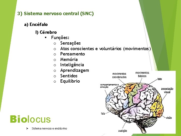 3) Sistema nervoso central (SNC) a) Encéfalo I) Cérebro § Funções: o Sensações o
