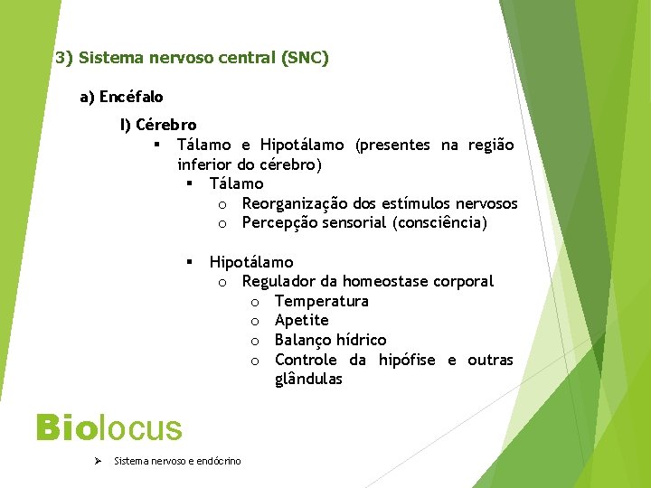 3) Sistema nervoso central (SNC) a) Encéfalo I) Cérebro § Tálamo e Hipotálamo (presentes