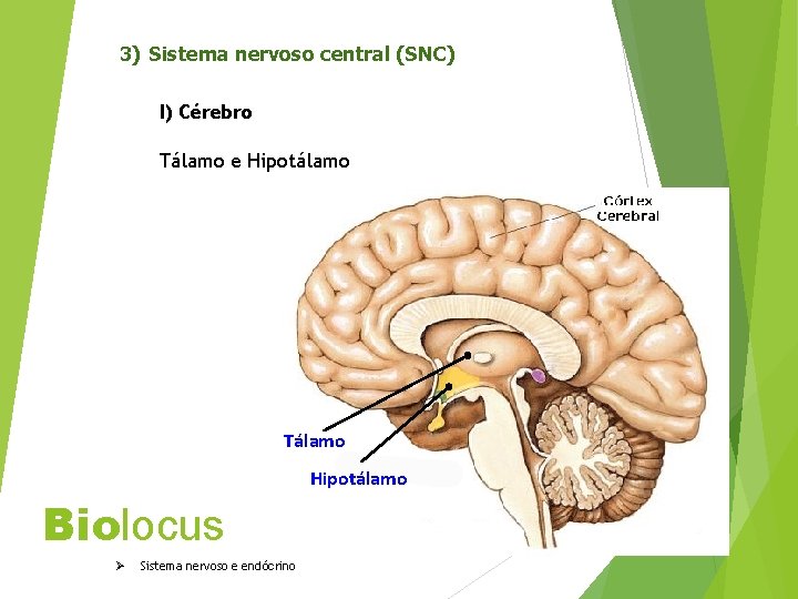 3) Sistema nervoso central (SNC) I) Cérebro Tálamo e Hipotálamo Tálamo Hipotálamo Biolocus Ø