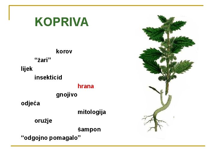 KOPRIVA korov “žari” lijek insekticid hrana gnojivo odjeća mitologija oružje šampon “odgojno pomagalo” 