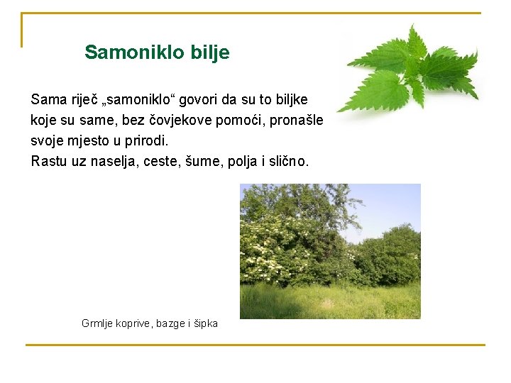 Samoniklo bilje Sama riječ „samoniklo“ govori da su to biljke koje su same, bez