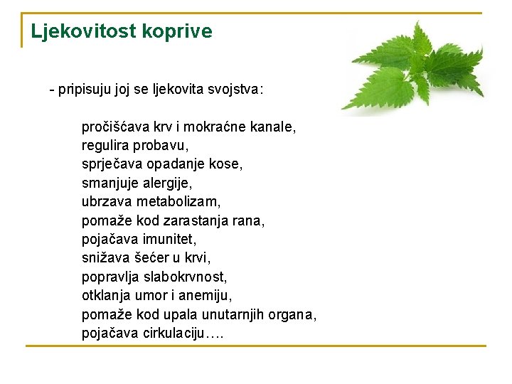 Ljekovitost koprive - pripisuju joj se ljekovita svojstva: pročišćava krv i mokraćne kanale, regulira