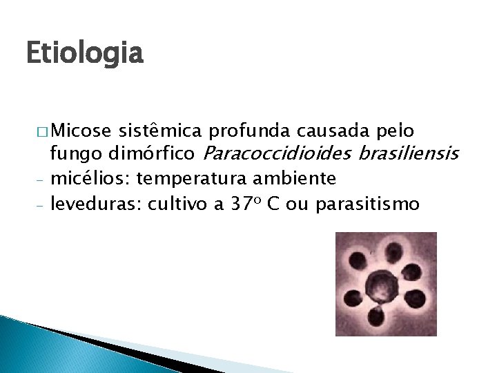 Etiologia � Micose - sistêmica profunda causada pelo fungo dimórfico Paracoccidioides brasiliensis micélios: temperatura