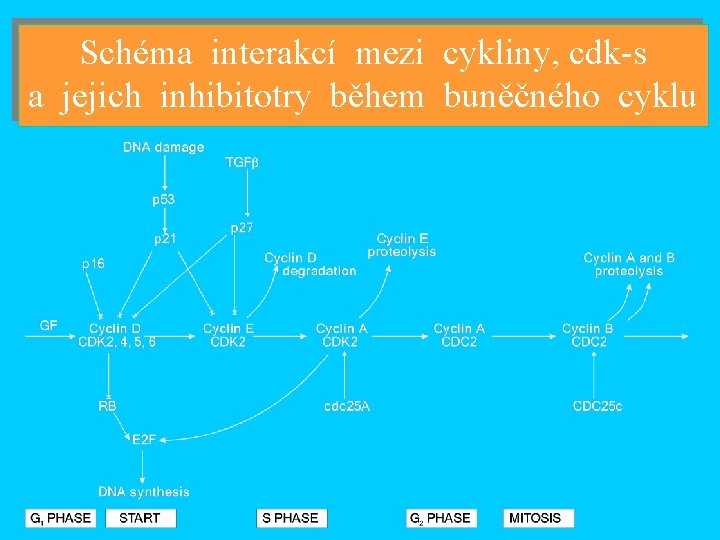 Schéma interakcí mezi cykliny, cdk-s a jejich inhibitotry během buněčného cyklu 