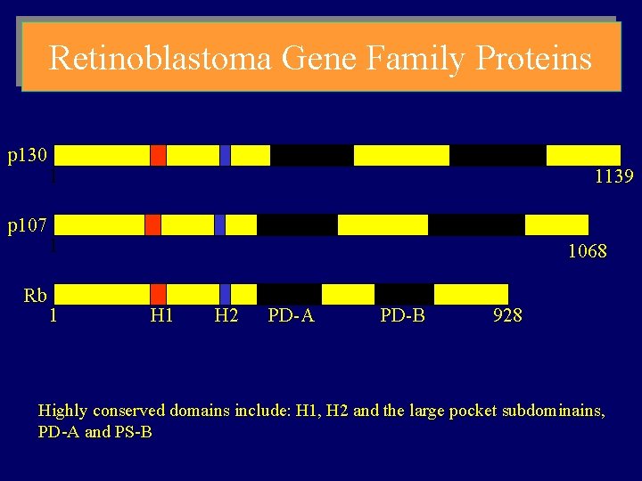 Retinoblastoma Gene Family Proteins p 130 p 107 Rb 1 1139 1 1 1068
