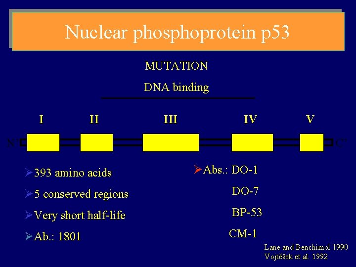 Nuclear phosphoprotein p 53 MUTATION DNA binding I II IV N’ V C’ Ø