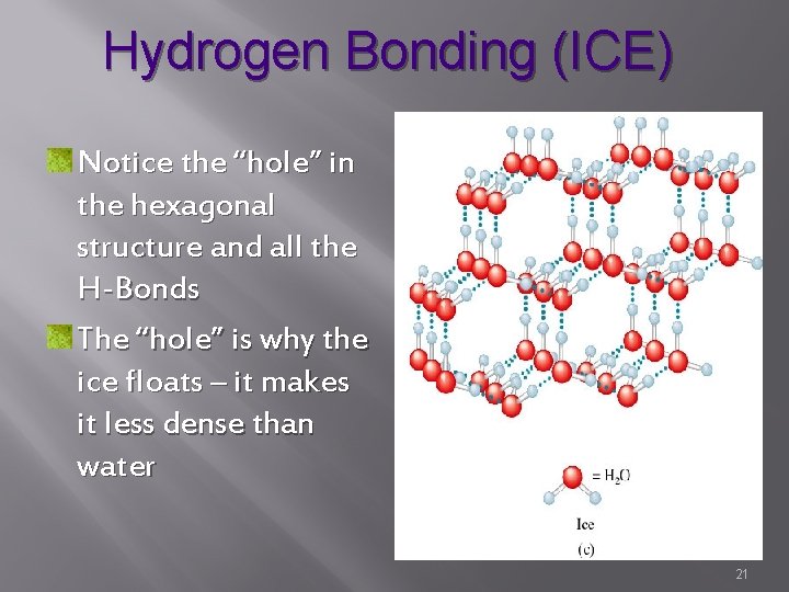 Hydrogen Bonding (ICE) Notice the “hole” in the hexagonal structure and all the H-Bonds