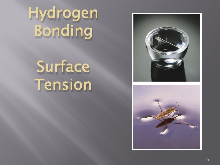 Hydrogen Bonding Surface Tension 23 