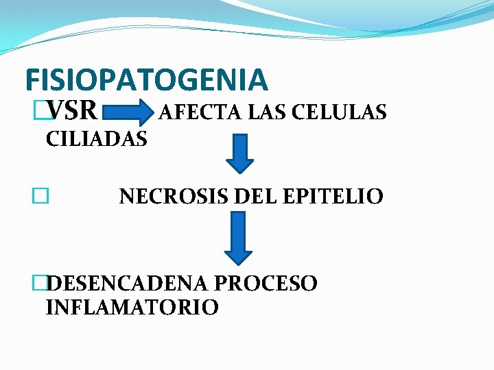 FISIOPATOGENIA �VSR AFECTA LAS CELULAS CILIADAS � NECROSIS DEL EPITELIO �DESENCADENA PROCESO INFLAMATORIO 