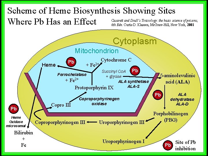 Scheme of Heme Biosynthesis Showing Sites Where Pb Has an Effect Casarett and Doull’s