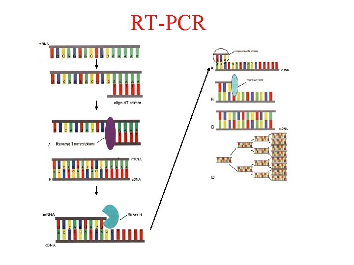 RT-PCR 