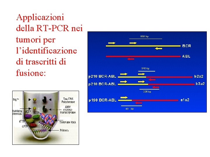 Applicazioni della RT-PCR nei tumori per l’identificazione di trascritti di fusione: 