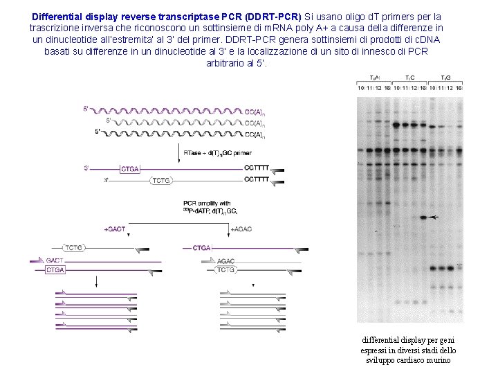 Differential display reverse transcriptase PCR (DDRT-PCR) Si usano oligo d. T primers per la