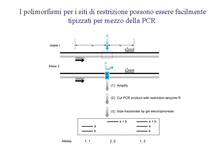 I polimorfismi per i siti di restrizione possono essere facilmente tipizzati per mezzo della