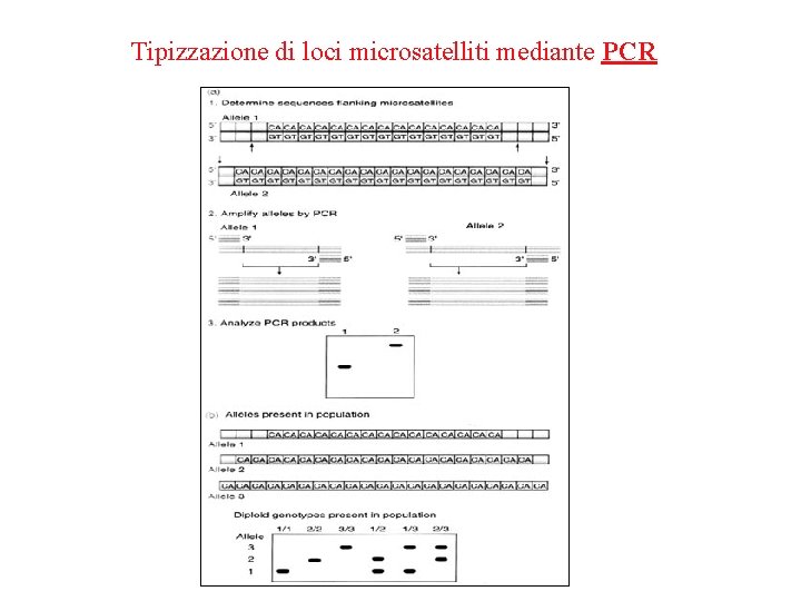 Tipizzazione di loci microsatelliti mediante PCR 