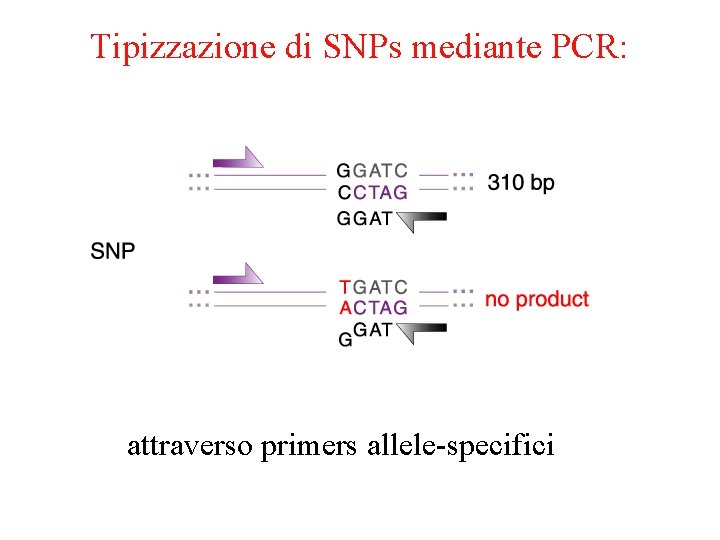 Tipizzazione di SNPs mediante PCR: attraverso primers allele-specifici 