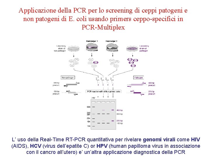 Applicazione della PCR per lo screening di ceppi patogeni e non patogeni di E.