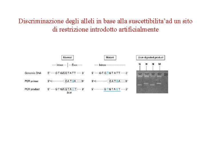 Discriminazione degli alleli in base alla suscettibilita’ad un sito di restrizione introdotto artificialmente 