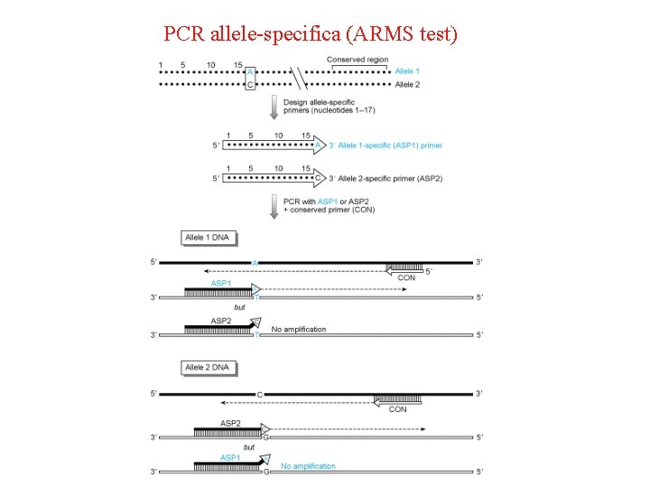 PCR allele-specifica (ARMS test) 