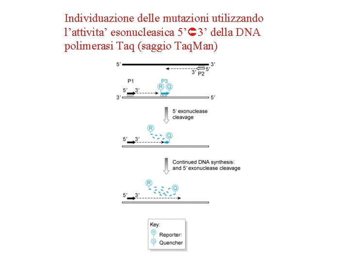 Individuazione delle mutazioni utilizzando l’attivita’ esonucleasica 5’ 3’ della DNA polimerasi Taq (saggio Taq.