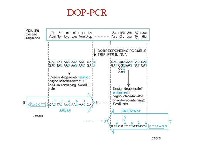 DOP-PCR 