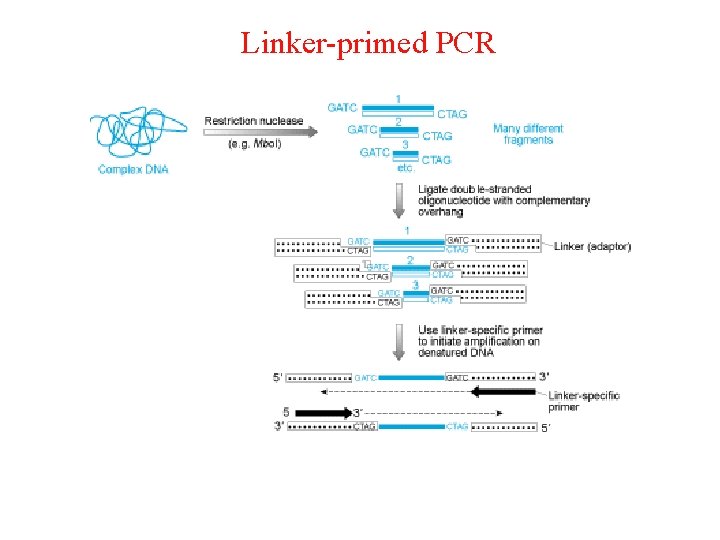 Linker-primed PCR 