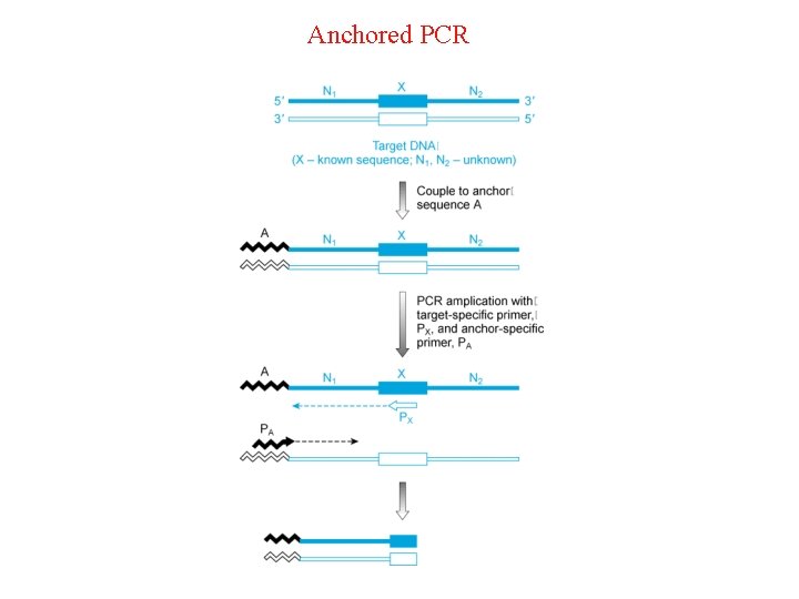 Anchored PCR 