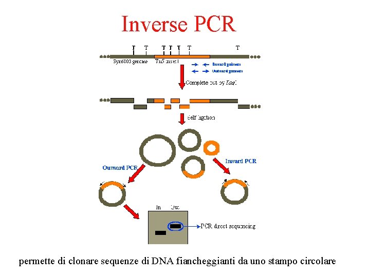 Inverse PCR permette di clonare sequenze di DNA fiancheggianti da uno stampo circolare 