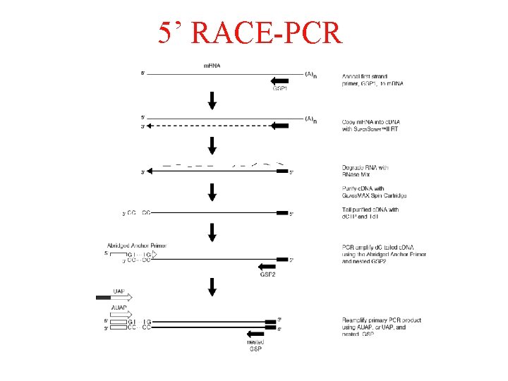 5’ RACE-PCR 