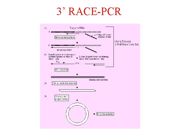 3’ RACE-PCR 