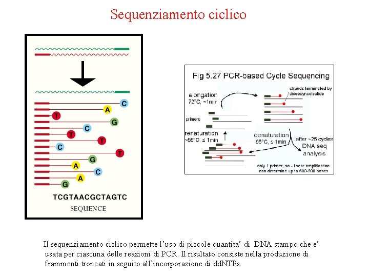 Sequenziamento ciclico Il sequenziamento ciclico permette l’uso di piccole quantita’ di DNA stampo che