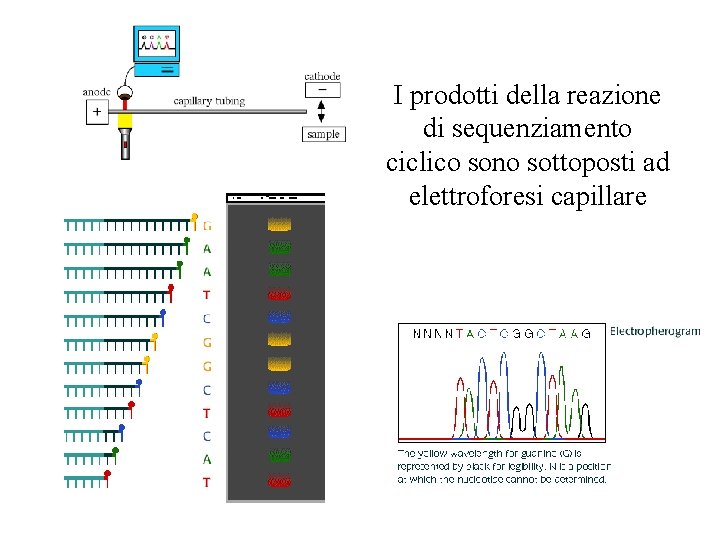 I prodotti della reazione di sequenziamento ciclico sono sottoposti ad elettroforesi capillare 