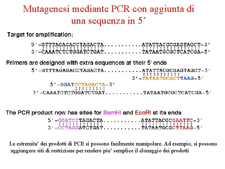 Mutagenesi mediante PCR con aggiunta di una sequenza in 5’ Le estremita’ dei prodotti
