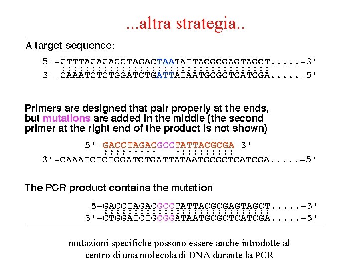 . . . altra strategia. . mutazioni specifiche possono essere anche introdotte al centro