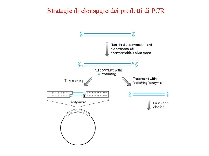 Strategie di clonaggio dei prodotti di PCR 