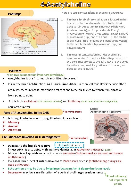 4 -Acetylcholine Pathway: § § There are two constellations of cholinergic neurons: 1. The