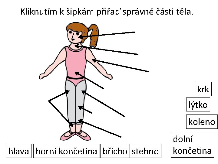 Kliknutím k šipkám přiřaď správné části těla. krk lýtko koleno hlava horní končetina břicho