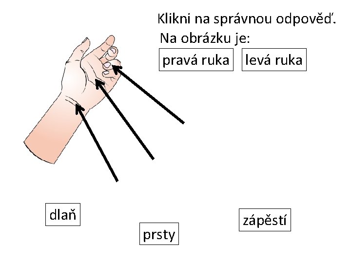 Klikni na správnou odpověď. Na obrázku je: pravá ruka levá ruka dlaň prsty zápěstí