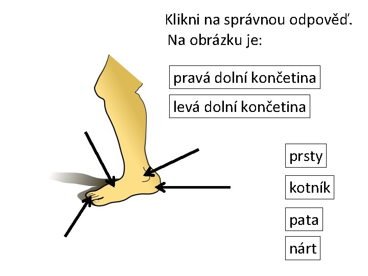 Klikni na správnou odpověď. Na obrázku je: pravá dolní končetina levá dolní končetina prsty