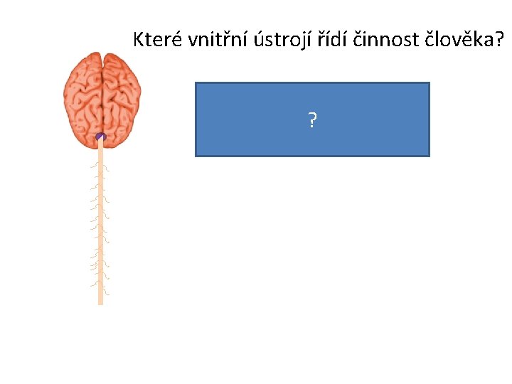 Které vnitřní ústrojí řídí činnost člověka? Je to mozek? a mícha. 