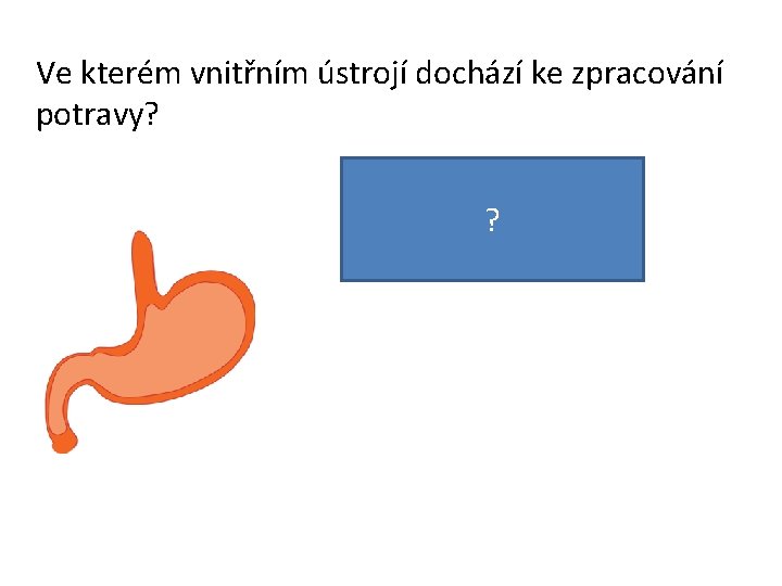 Ve kterém vnitřním ústrojí dochází ke zpracování potravy? ? Je to v žaludku. 