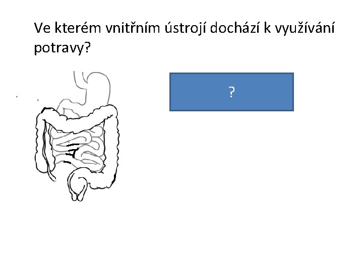 Ve kterém vnitřním ústrojí dochází k využívání potravy? Je to ve střevech. ? 