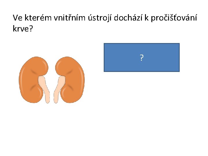 Ve kterém vnitřním ústrojí dochází k pročišťování krve? Jsou to ledviny. ? 