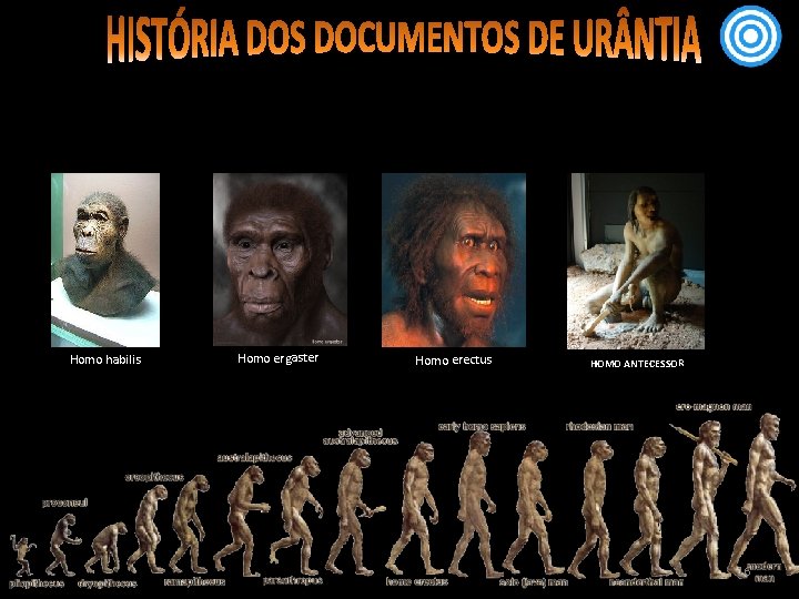 Homo habilis Homo ergaster Homo erectus HOMO ANTECESSOR 16 