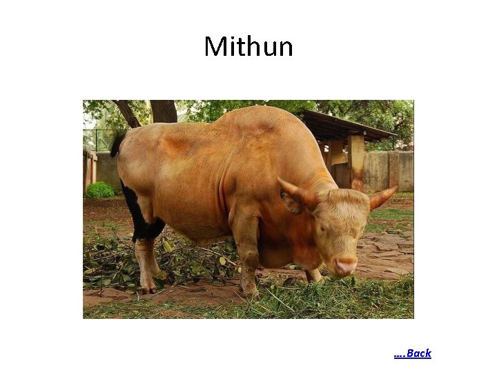 Mithun …. Back 