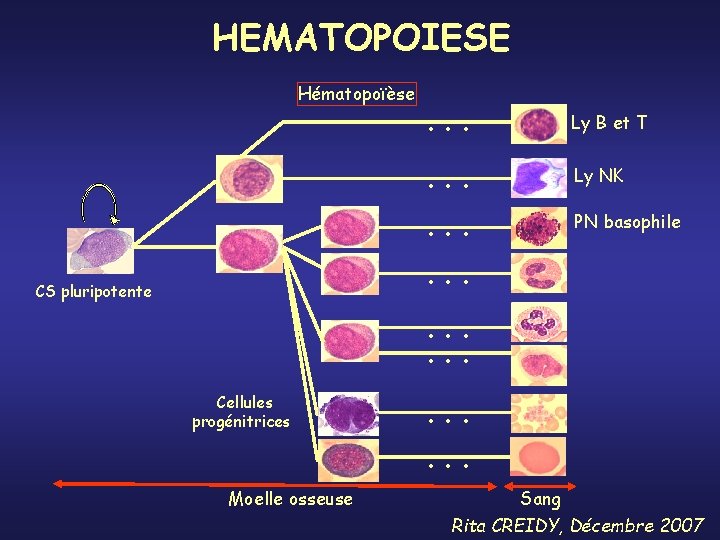 HEMATOPOIESE Hématopoïèse . . . Ly B et T . . . Ly NK