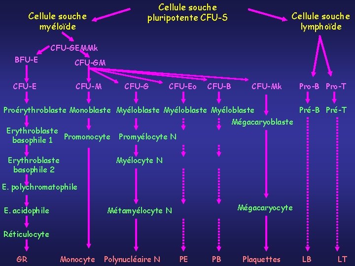 Cellule souche pluripotente CFU-S Cellule souche myéloïde Cellule souche lymphoïde CFU-GEMMk BFU-E CFU-GM CFU-E